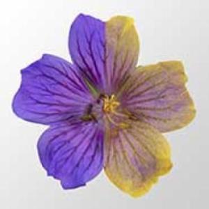 flower dualcolor
